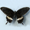 Common Mormon Papilio polytes romulus 1-  male